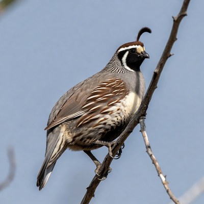 Bird perched on tree branch in daylight