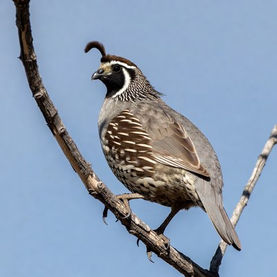 Quail perched on branch in daylight