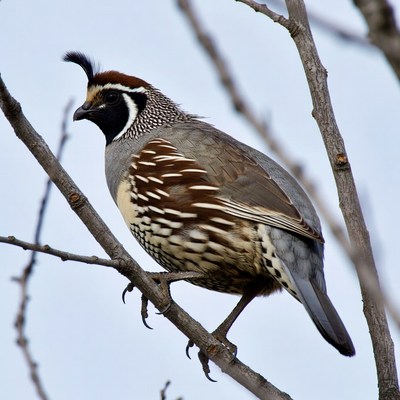 Quail perched on a tree branch