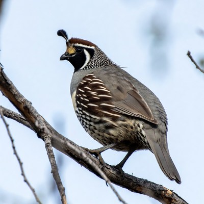 Quail perched on tree branch