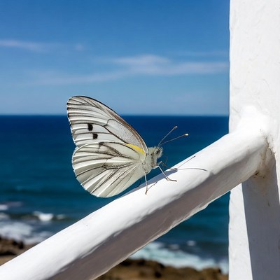 Butterfly resting by the ocean