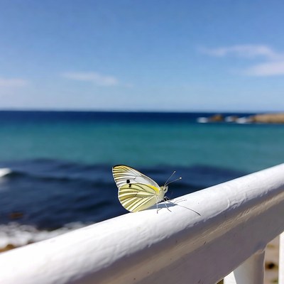 Butterfly on railing by the sea