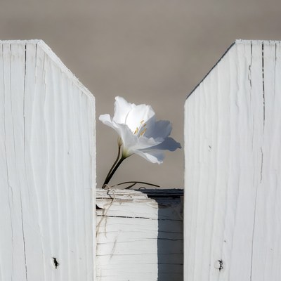 Flower grows through wooden fence