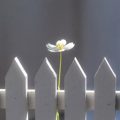 Wood anemone flower behind fence