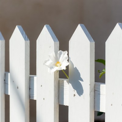 White flower beside wooden fence