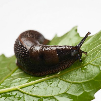 Snail on fresh green leaf