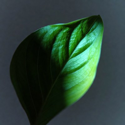 Green leaf on dark background