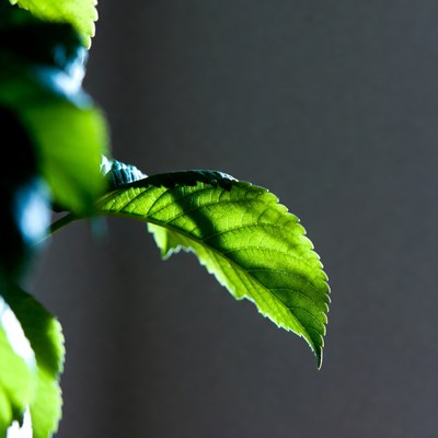 Close up of green leaf in sunlight