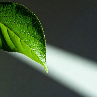 Leaf illuminated by soft light