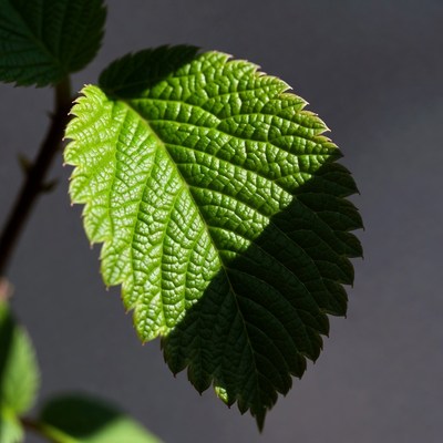 Green leaf with partial sunlight