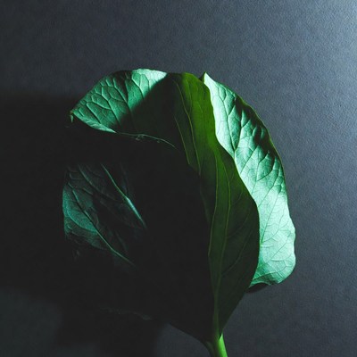 Green leaves on dark surface