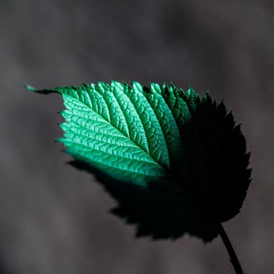 Green leaf in shadow