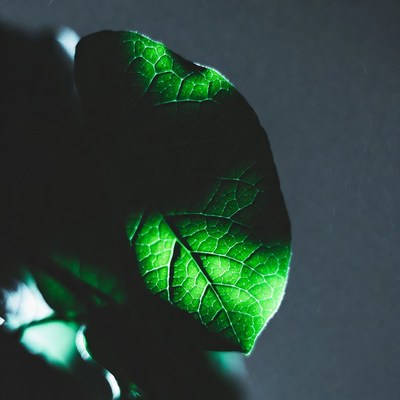 Close-up of green leaf in light