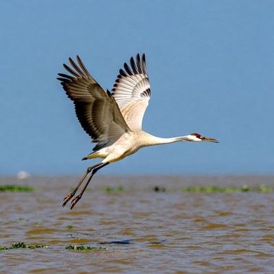 Bird in flight over water
