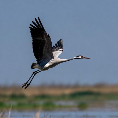 Heron flying over wetland at sunset