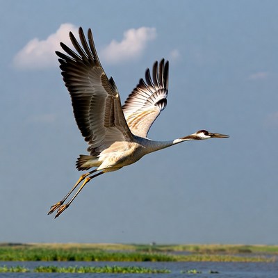 Heron flying over water during day