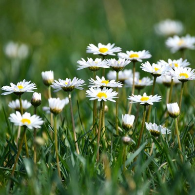 Flowers blooming in a sunny field