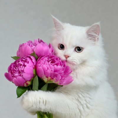 White cat holds peony flowers