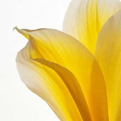 Yellow flower petal close up detail