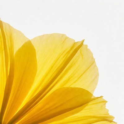 Bright yellow flower petal close-up