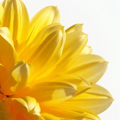 Bright yellow flower with petals showing