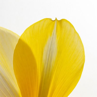 Yellow flower petal close up detail