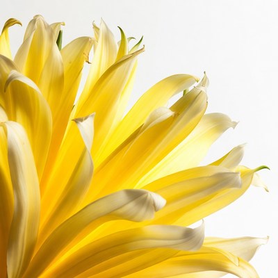 Bright yellow flower in close-up view