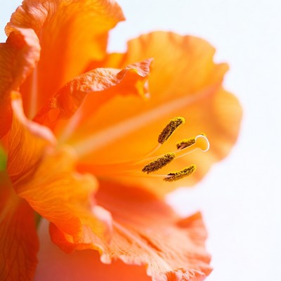 Close-up of orange flower in bloom