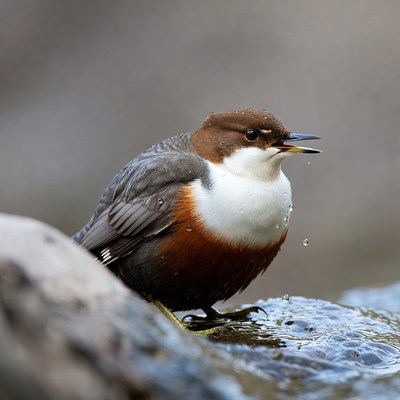 Bird singing near a stream