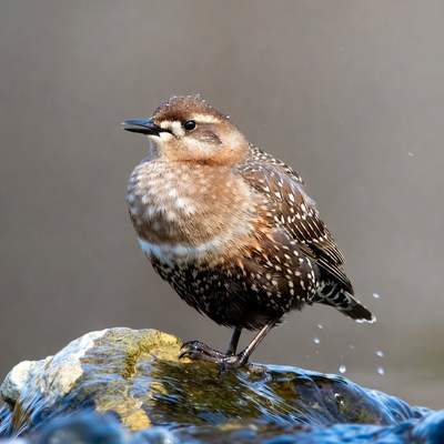 Bird standing on a rock near water