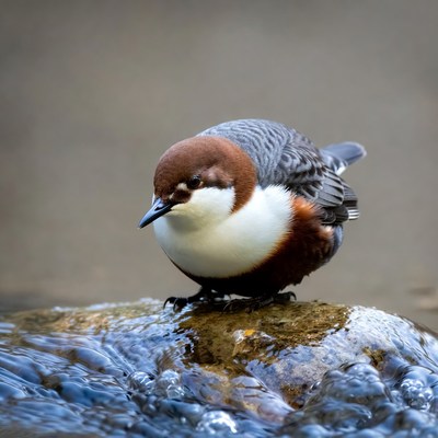 Bird standing on a rock by water