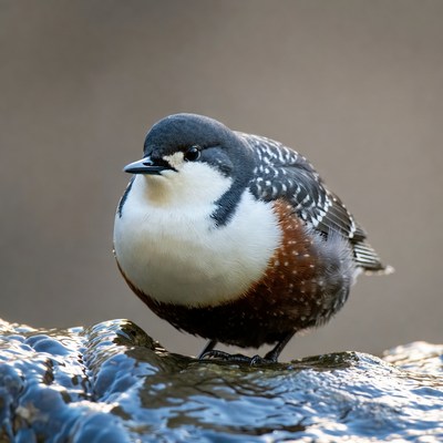 Bird standing on a rock by water