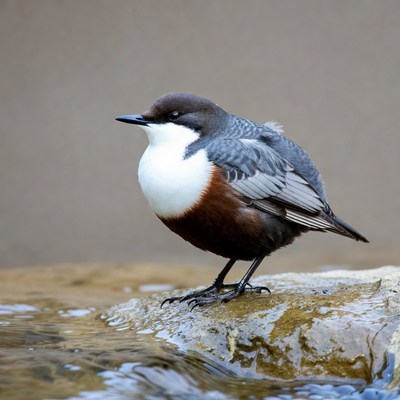 Bird standing near water edge