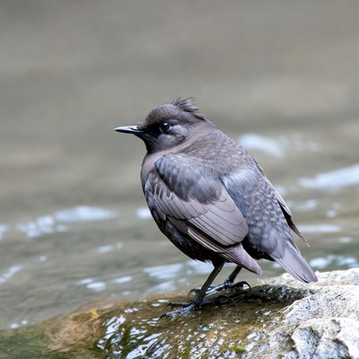 Bird standing by the water