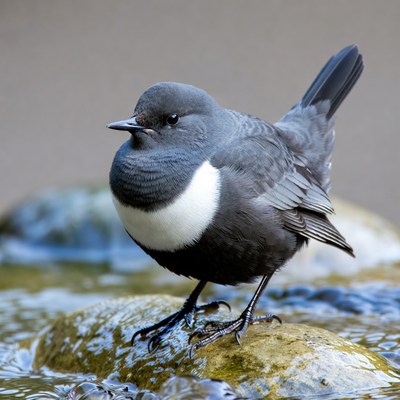 Bird standing by water in natural setting