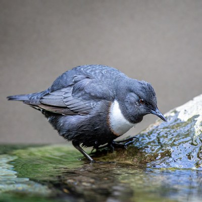 Bird drinking water near rock