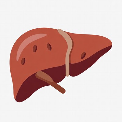 Liver anatomy illustration on white