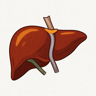 Liver anatomy illustration in simple style