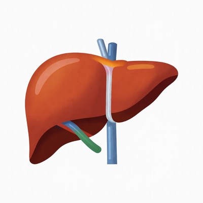 Illustration of the human liver anatomy