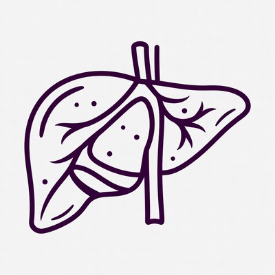 Outline of human liver and gallbladder