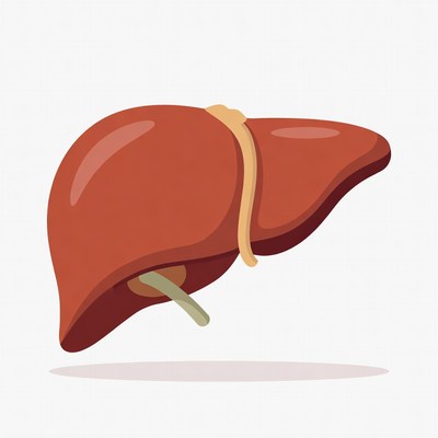 Liver illustration in simple design