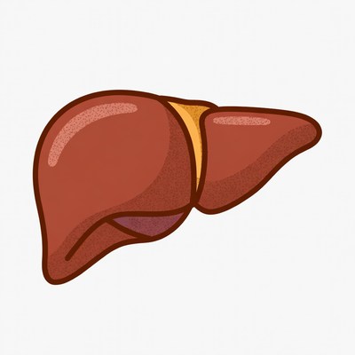 Illustration of a human liver