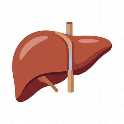 Overview of a liver illustration