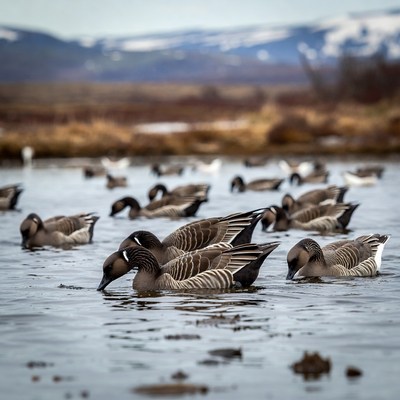 Geese swimming in snowy mountain lake