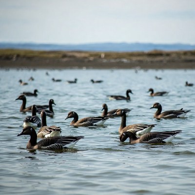 Canada Geese Swimming in Lake