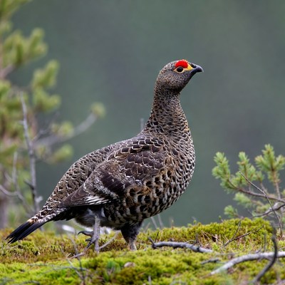 Willow Ptarmigan standing in forest