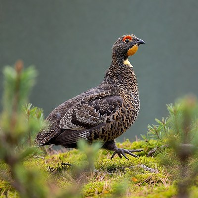 Willow Ptarmigan standing in moss