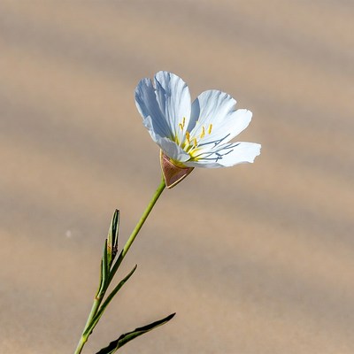 White desert flower on sand