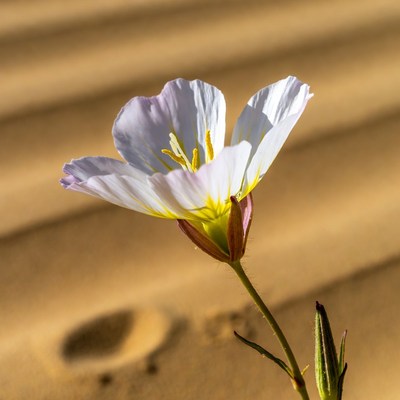 White Desert Flower in Sand
