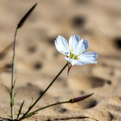 White flower on sandy ground